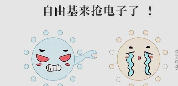 维生素C有什么重要性？哪些人最需要补充维C？